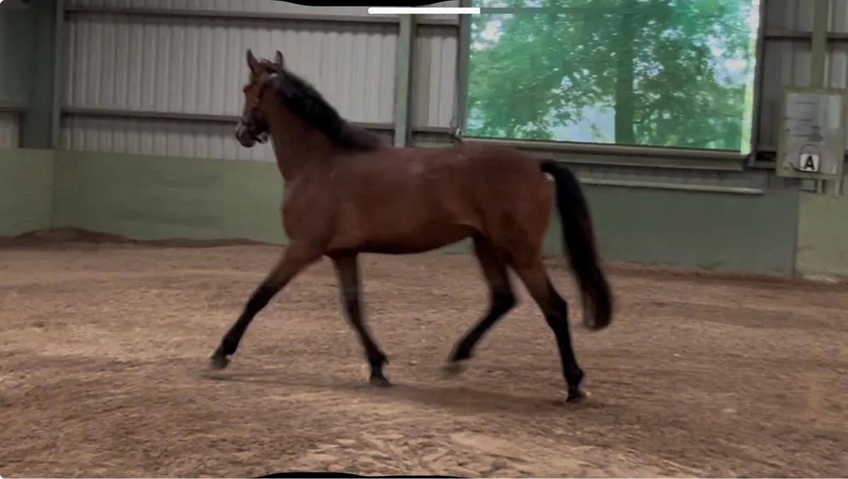 3yo 16.3h Showjumper - Image 2