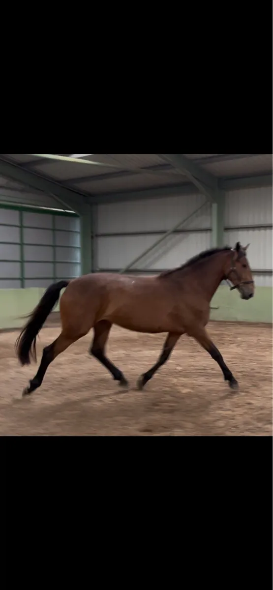3yo 16.3h Showjumper - Image 3