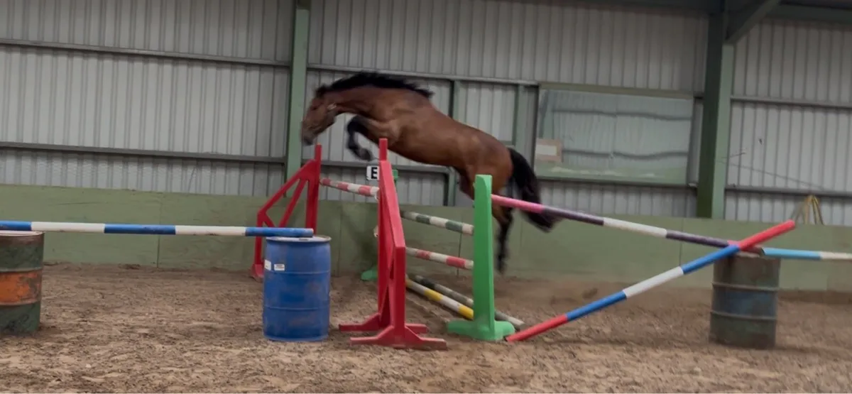 3yo 16.3h Showjumper - Image 4