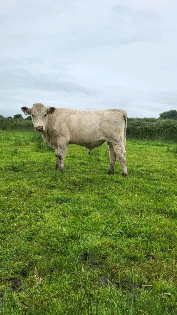 Pedigree shorthorn bulls - Image 2