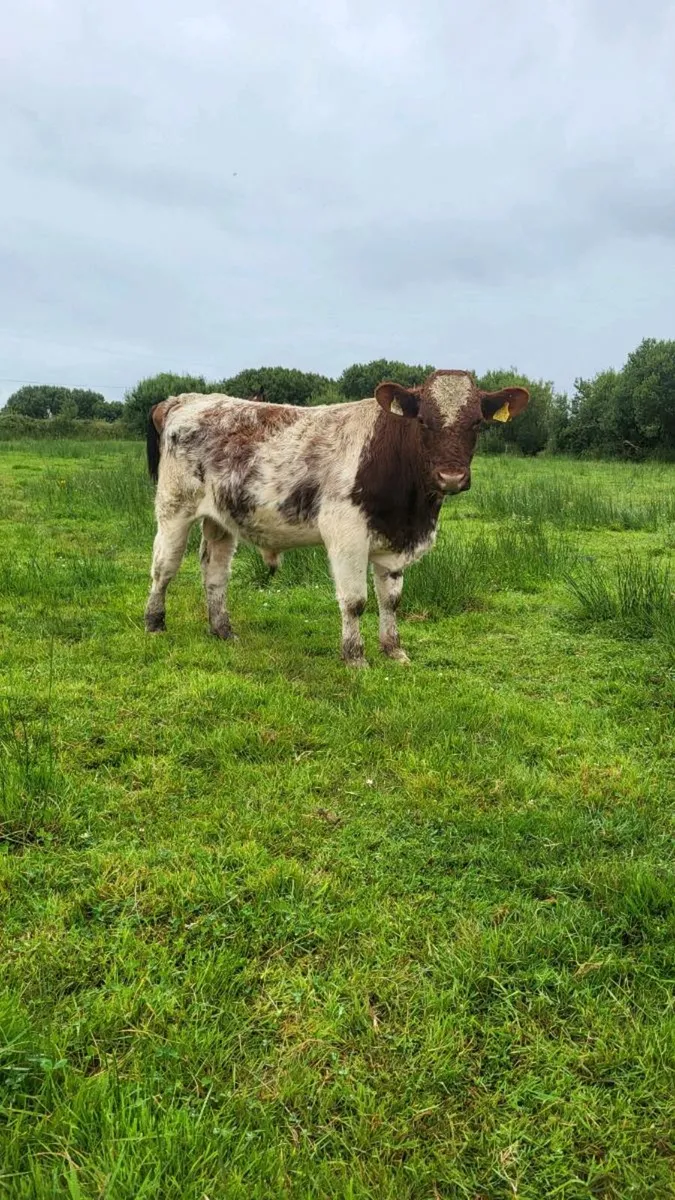 Pedigree shorthorn bulls - Image 1