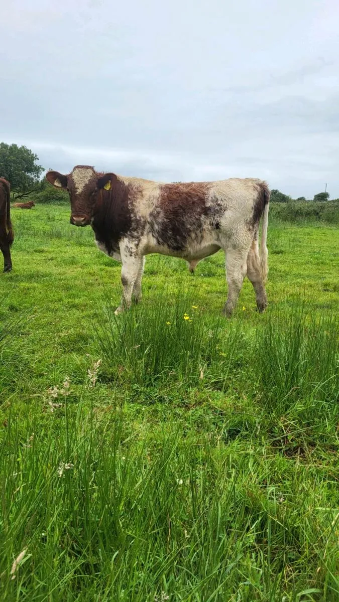 Pedigree shorthorn bulls - Image 3