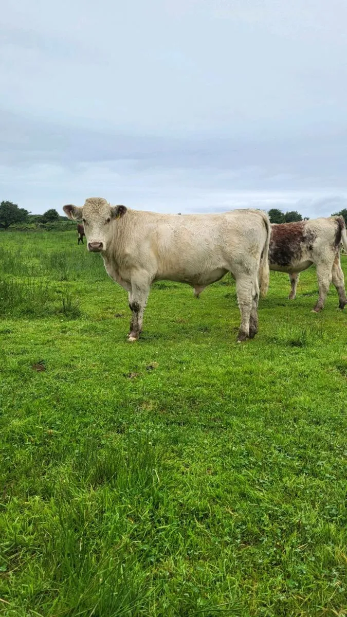 Pedigree shorthorn bulls - Image 4