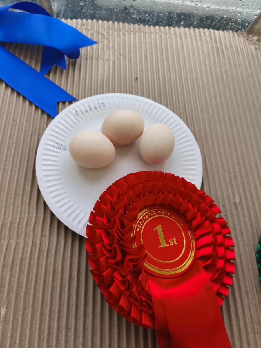 Hens/ hatching eggs - Image 3