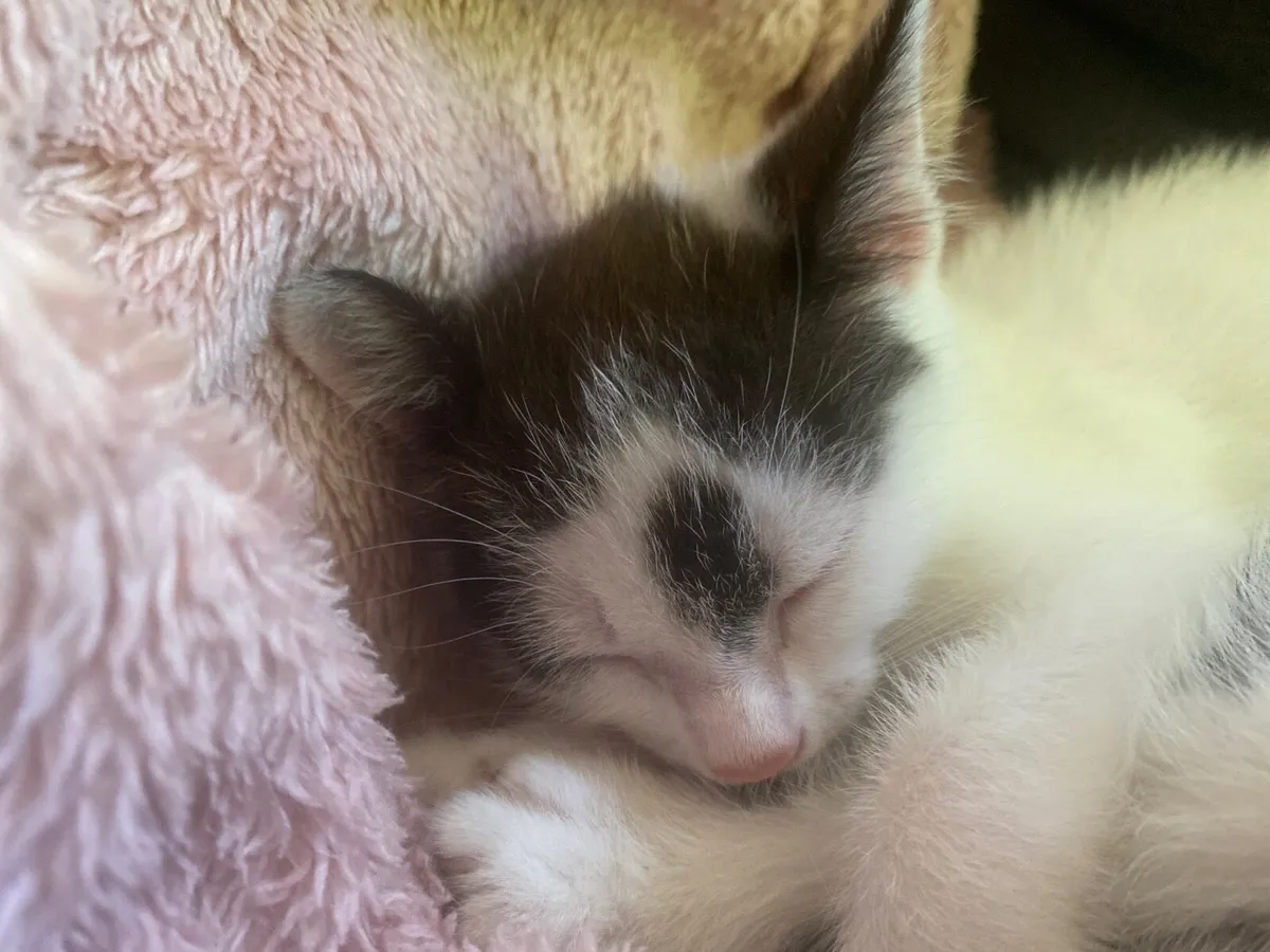 1 female kitten left - Image 1