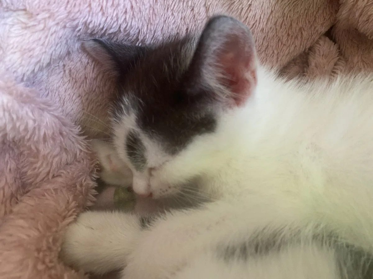 1 female kitten left - Image 2