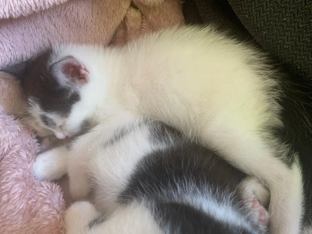 1 female kitten left - Image 3