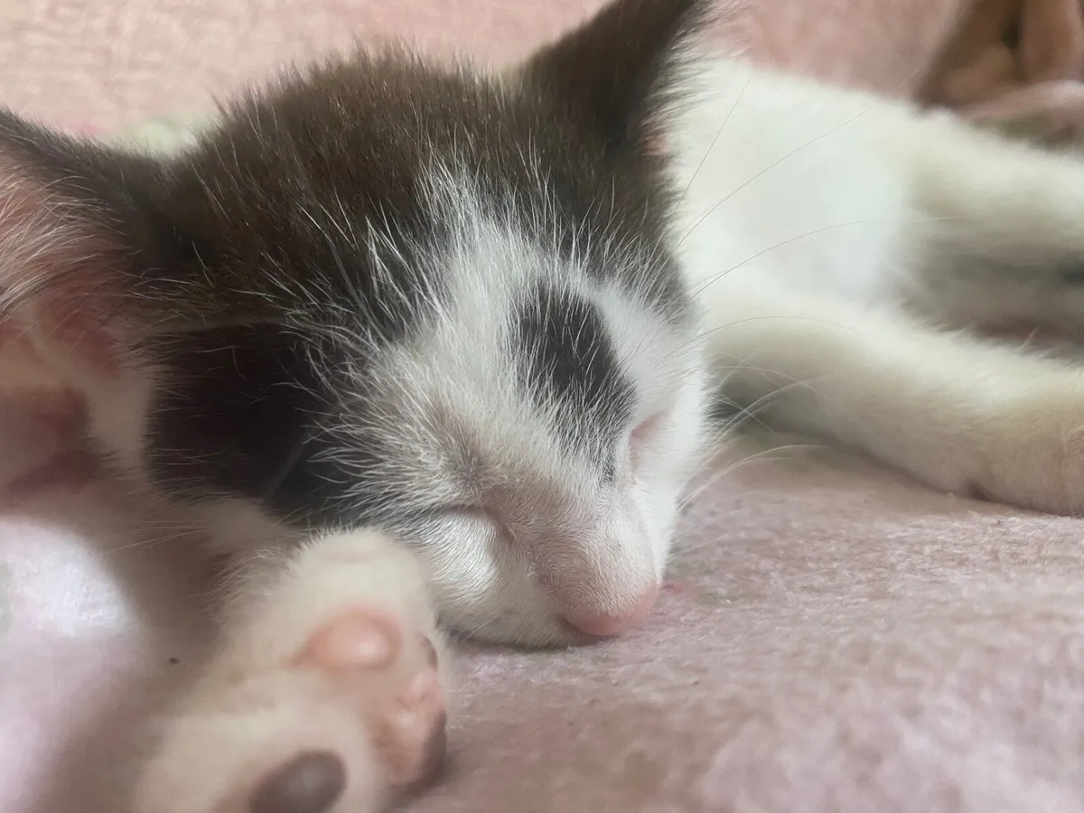 1 female kitten left - Image 4