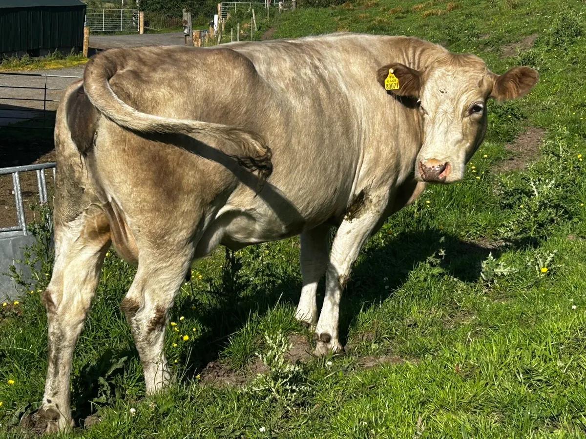In-Calf Charolais Cow - Image 3