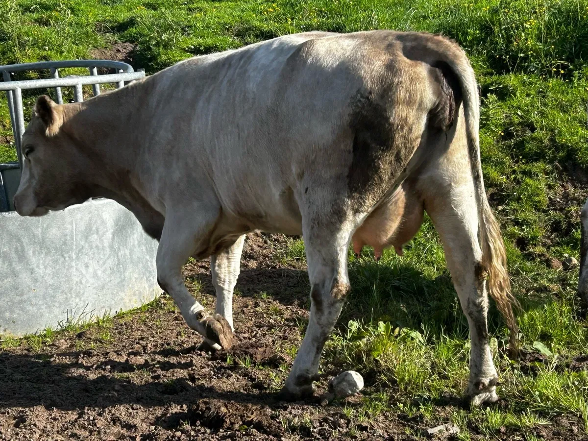 In-Calf Charolais Cow - Image 4