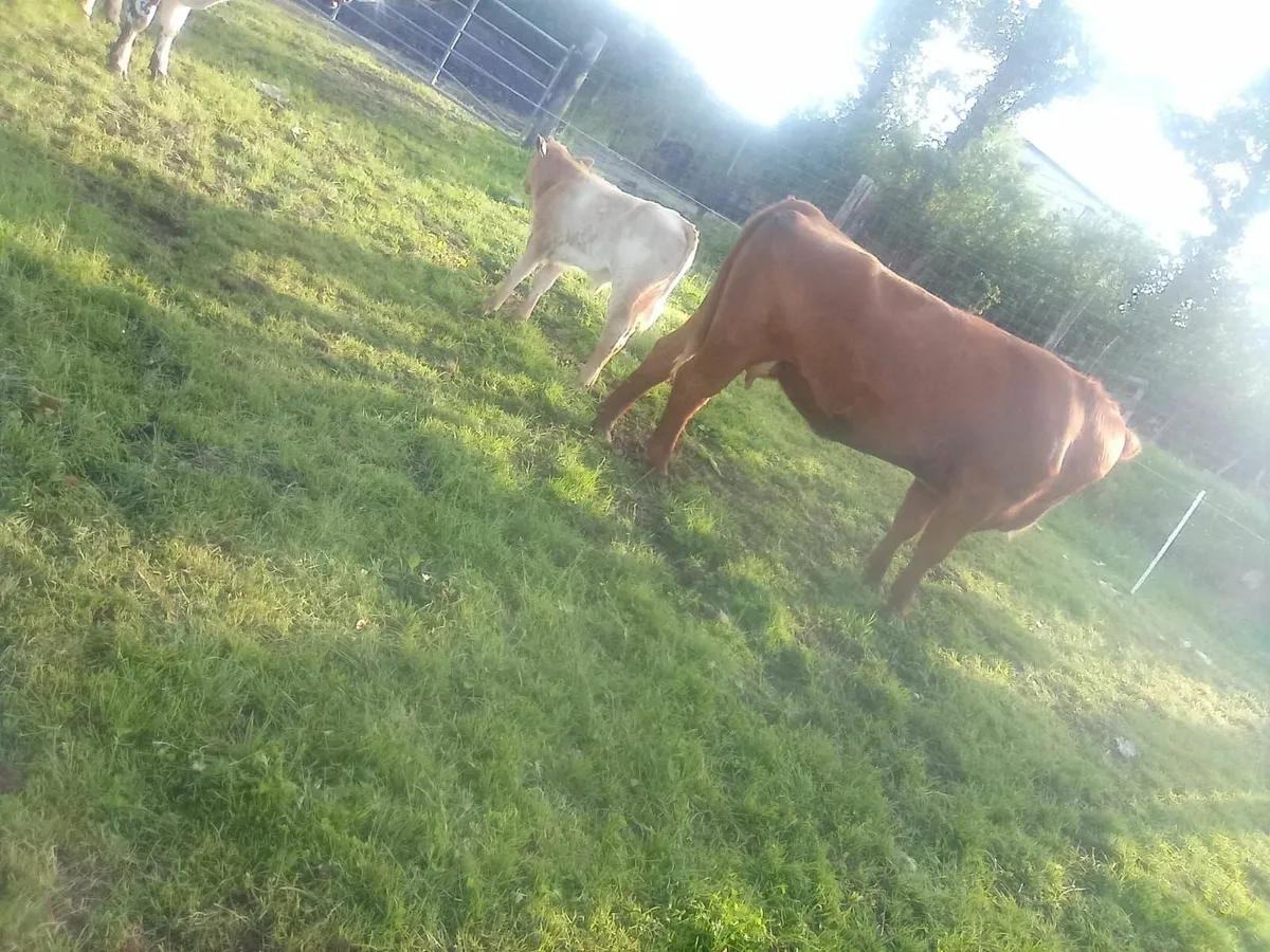 Cattle - Image 1