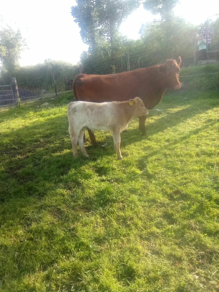 Cattle - Image 2