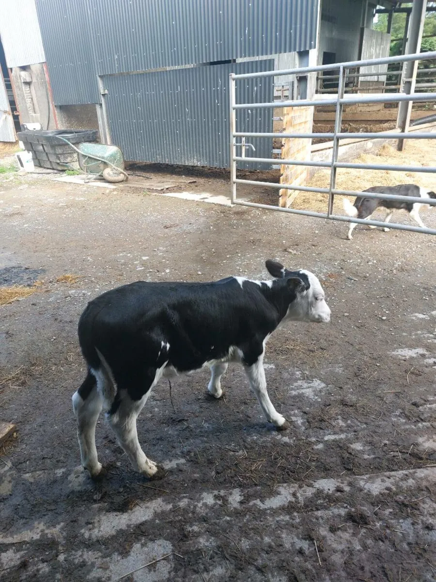 Hereford Heifer Calf - Image 1