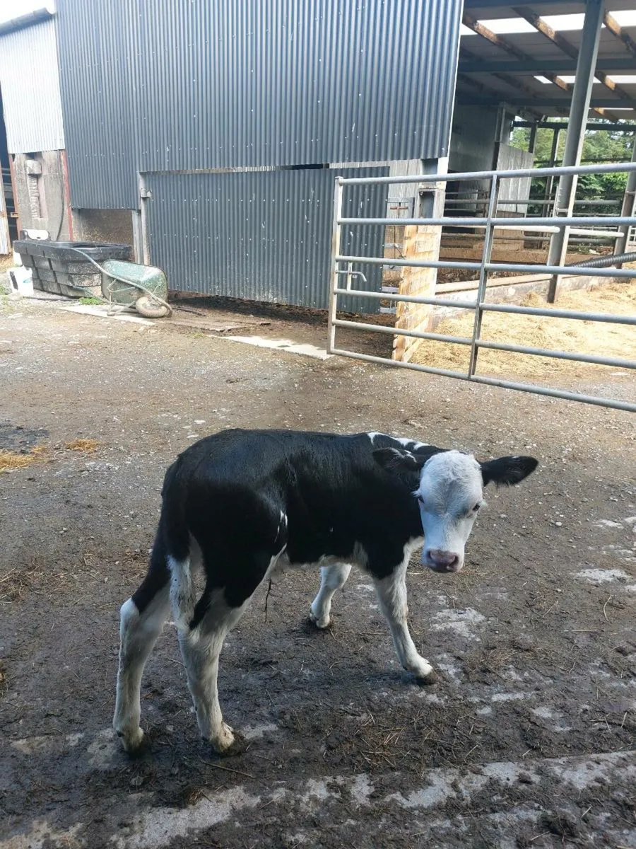 Hereford Heifer Calf - Image 2