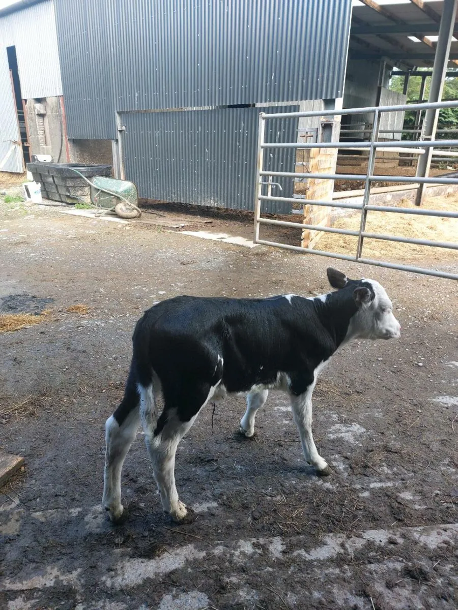 Hereford Heifer Calf - Image 3