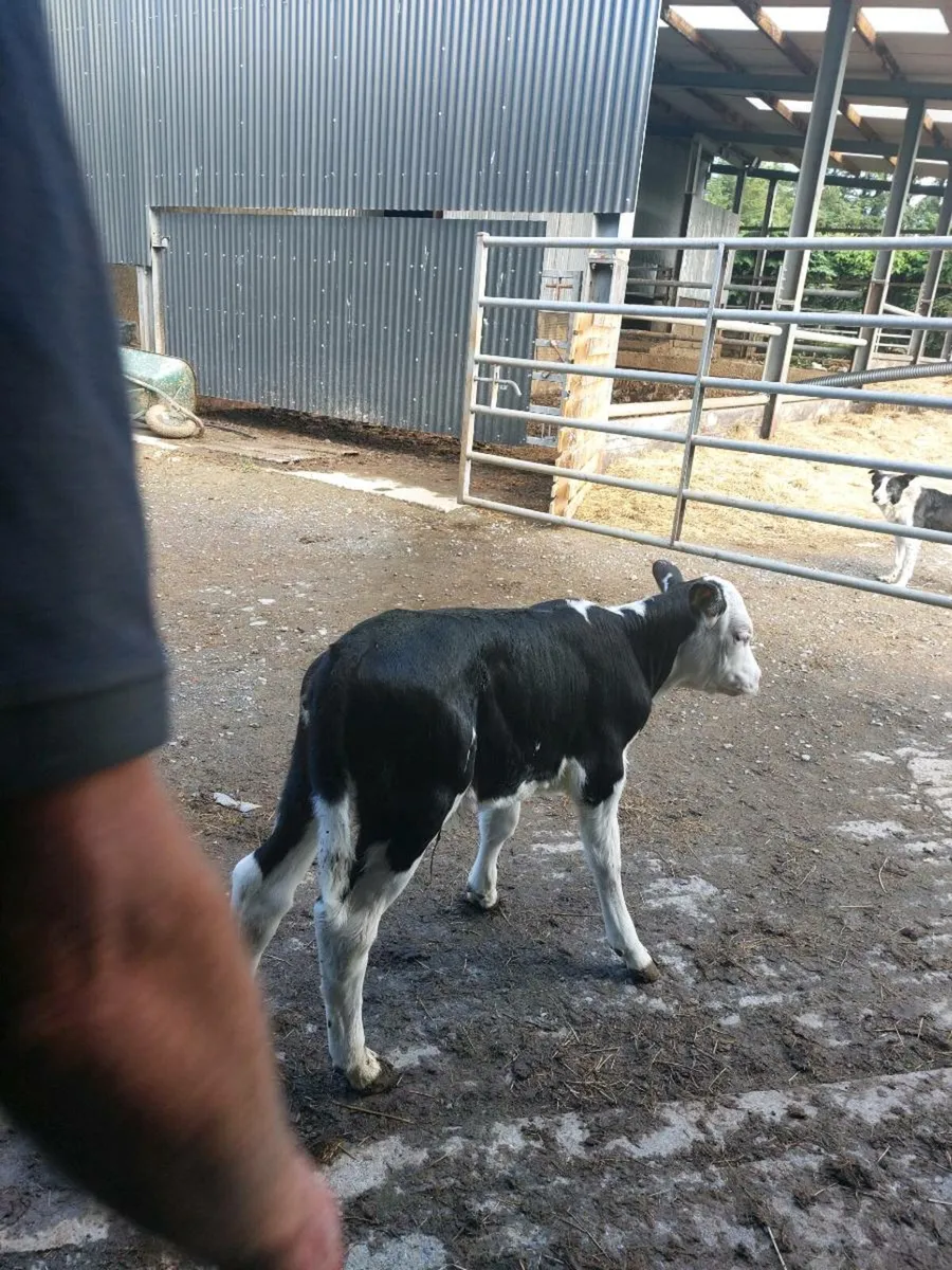 Hereford Heifer Calf - Image 4