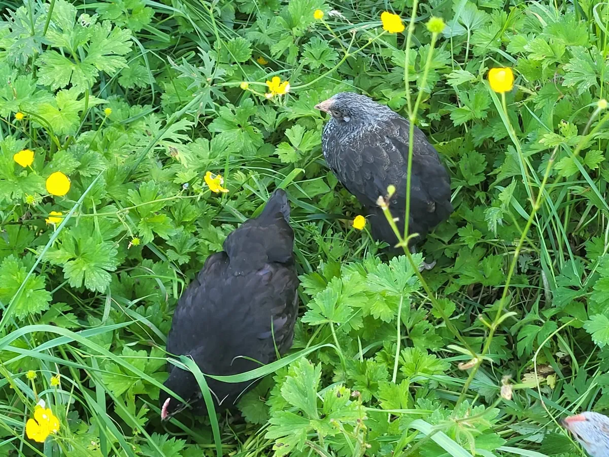 Chicks  and  Ducks - Image 2
