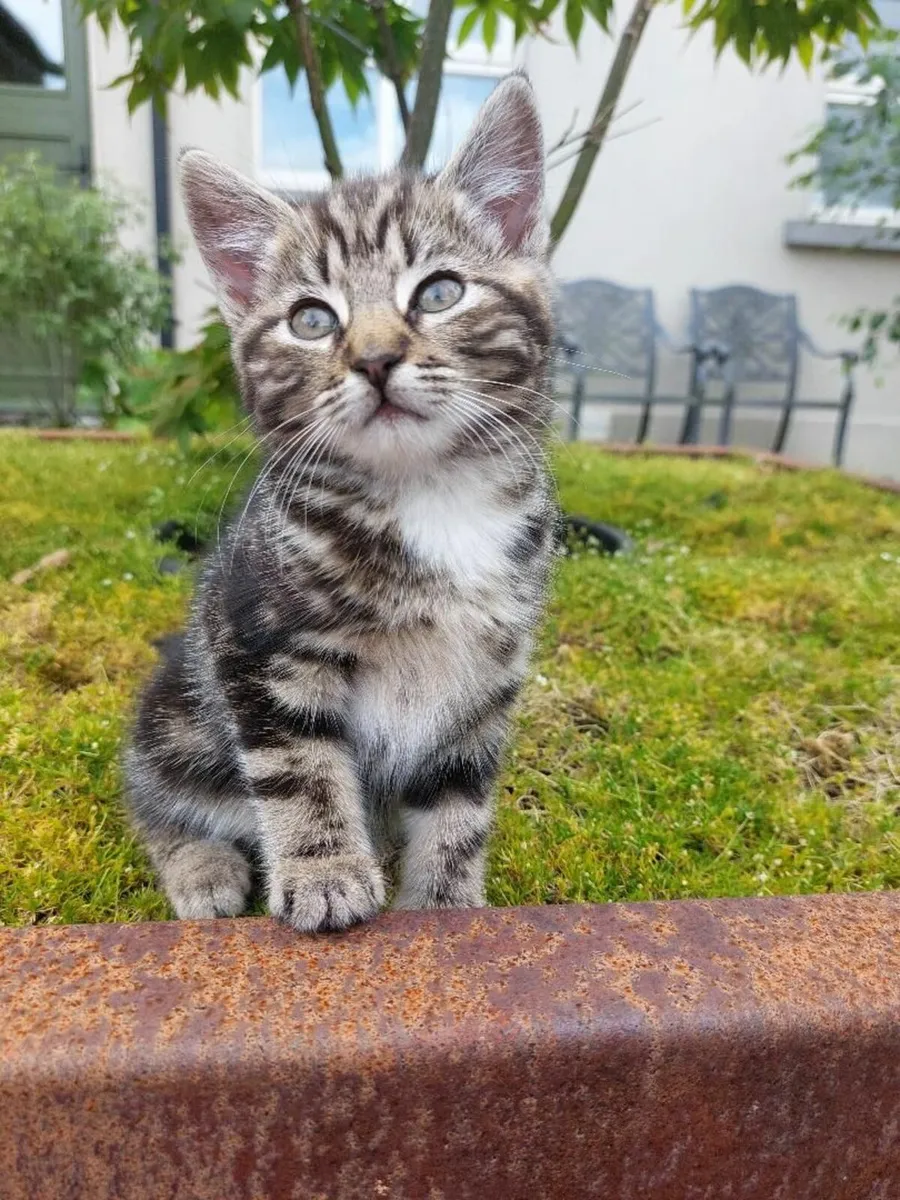Kittens - Image 1