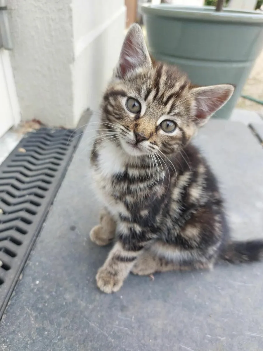 Kittens - Image 2