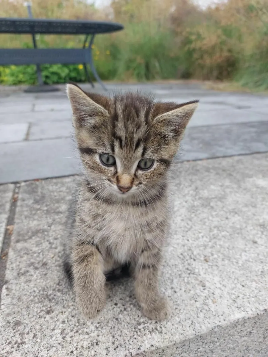 Kittens - Image 3