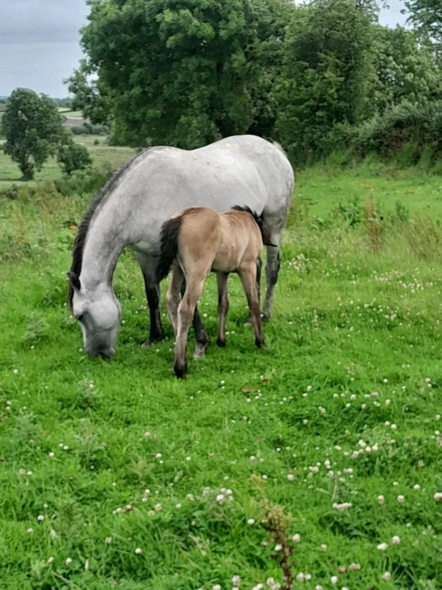 Quality Class 1 connemara mare and foal - Image 1