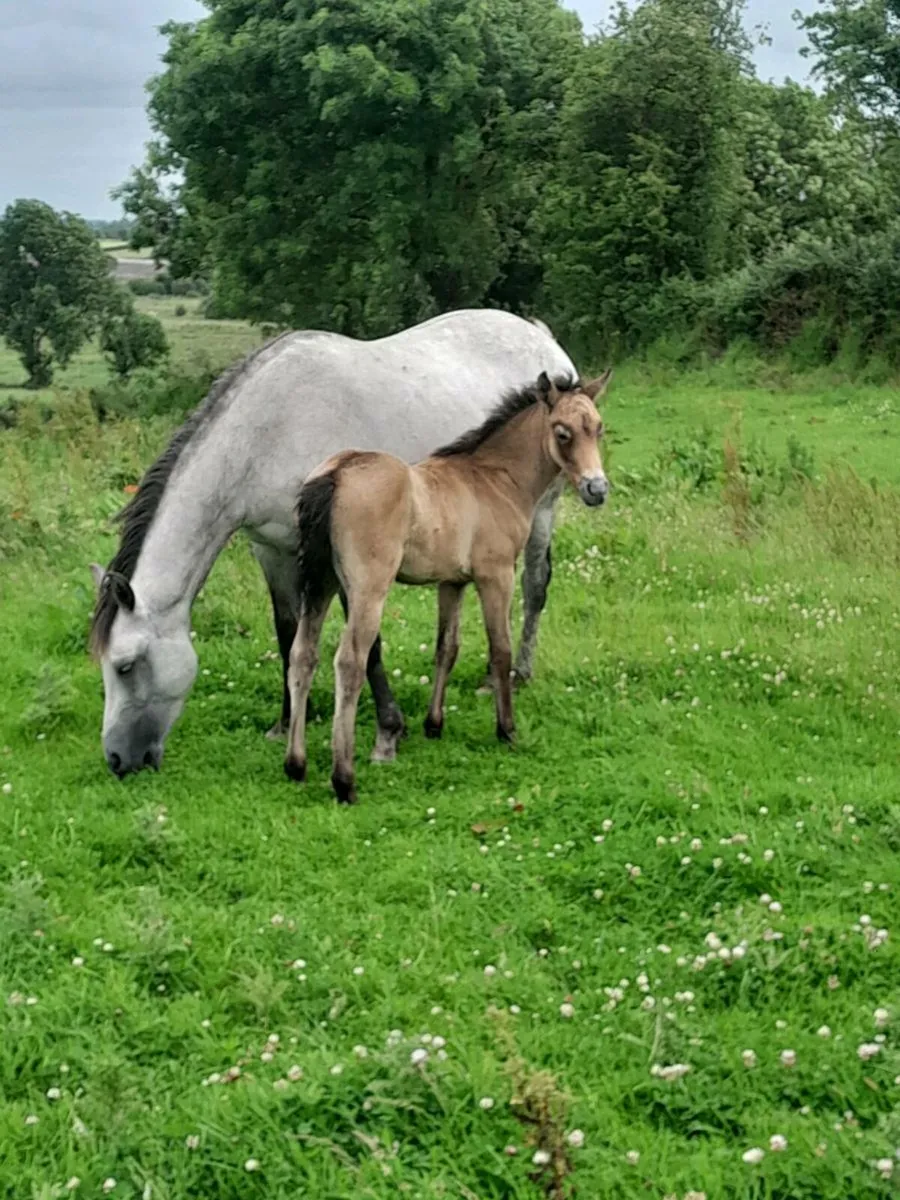Quality Class 1 connemara mare and foal - Image 2