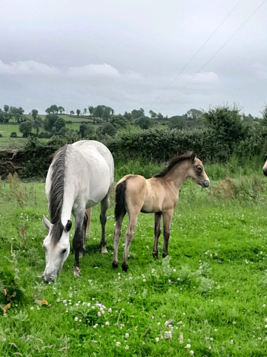 Quality Class 1 connemara mare and foal - Image 3