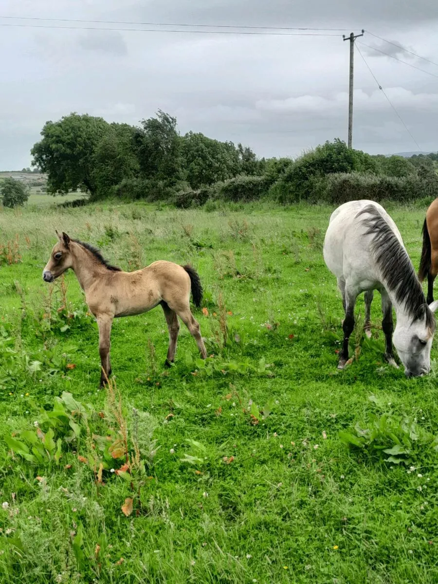 Quality Class 1 connemara mare and foal - Image 4