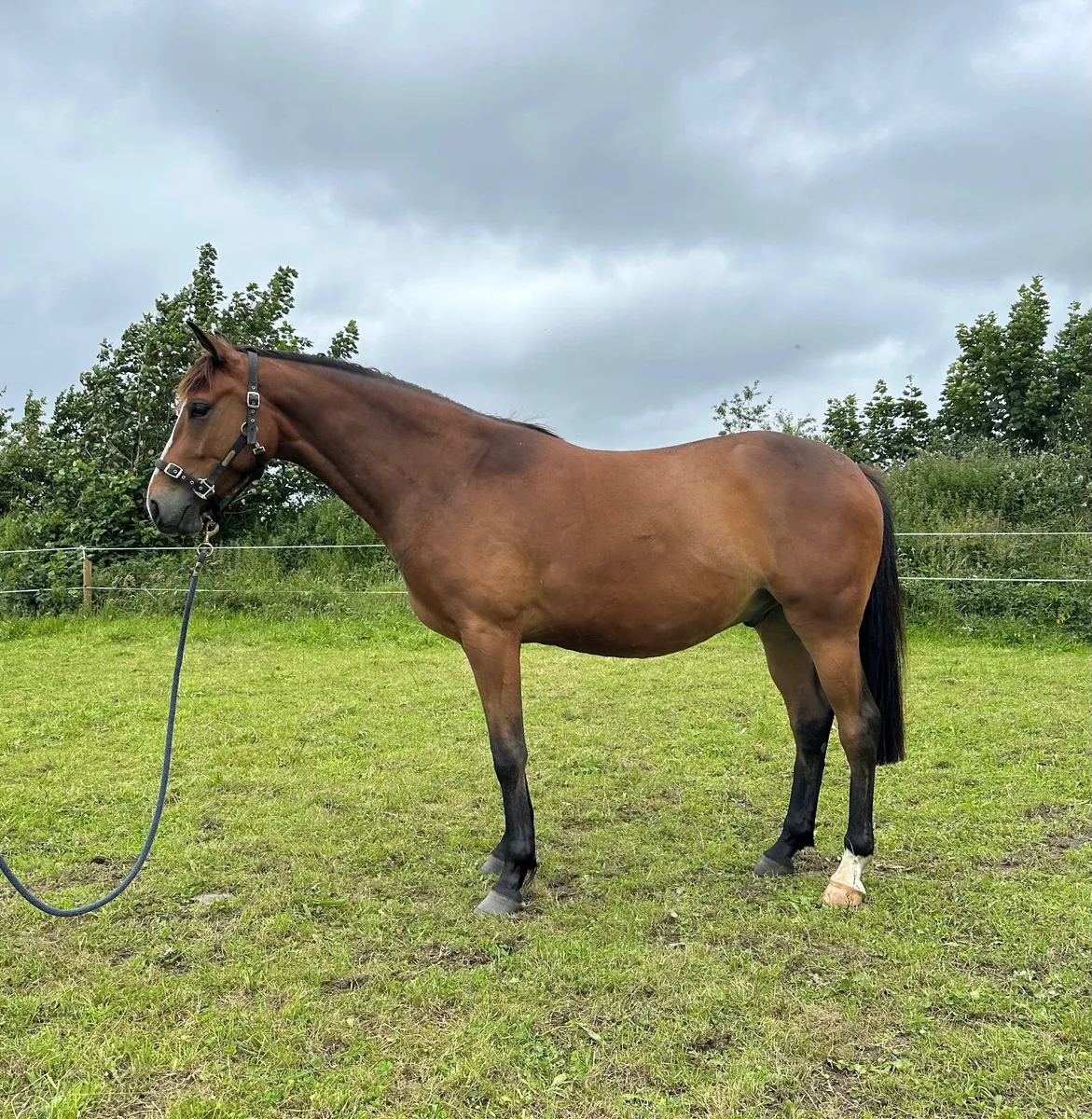 3yr old Vivant Gelding - Image 4