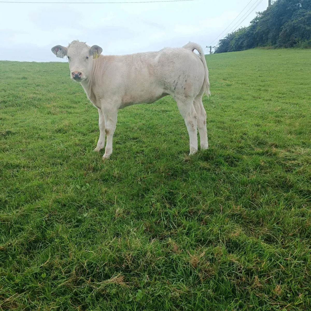 Stock BB Belgian blue  bull - Image 1