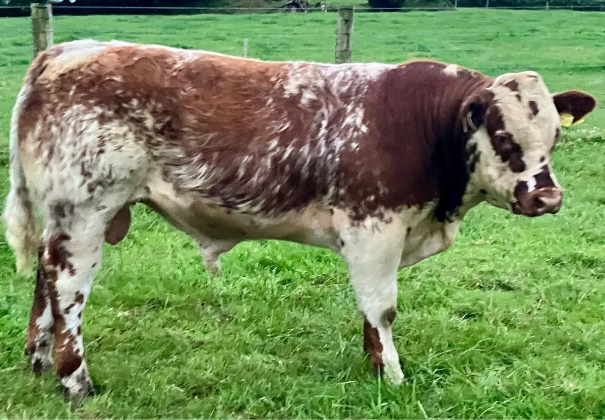 Show quality SHX weanling bull - Image 1