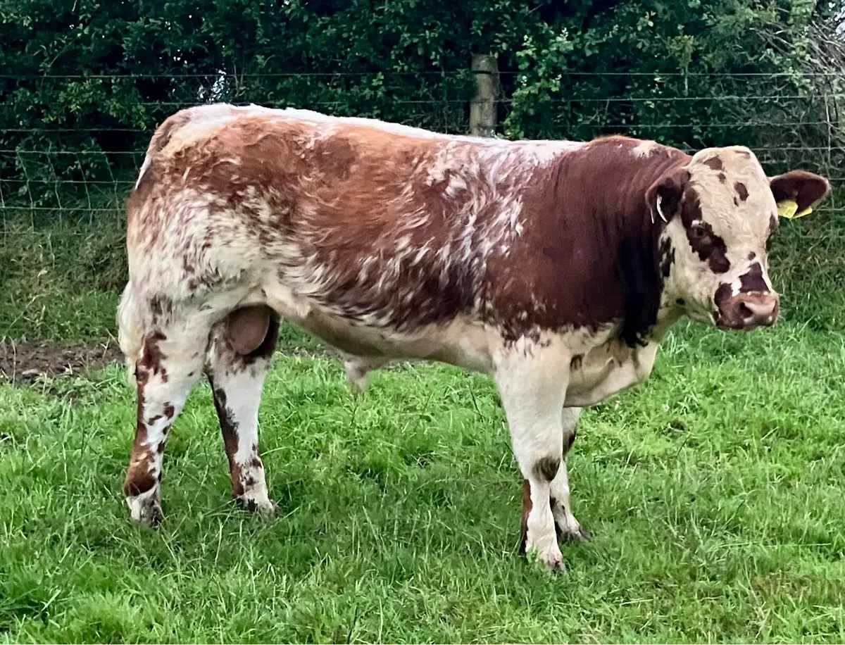 Show quality SHX weanling bull - Image 2
