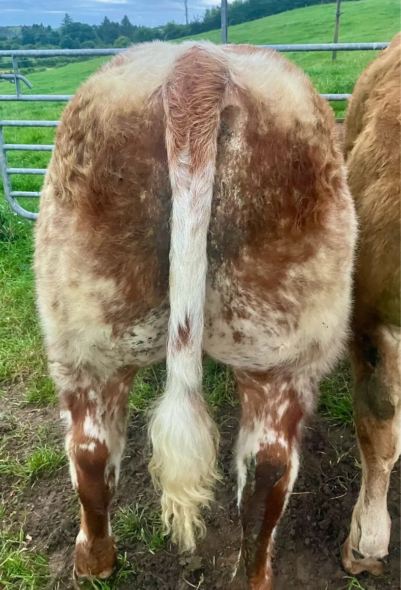 Show quality SHX weanling bull - Image 3