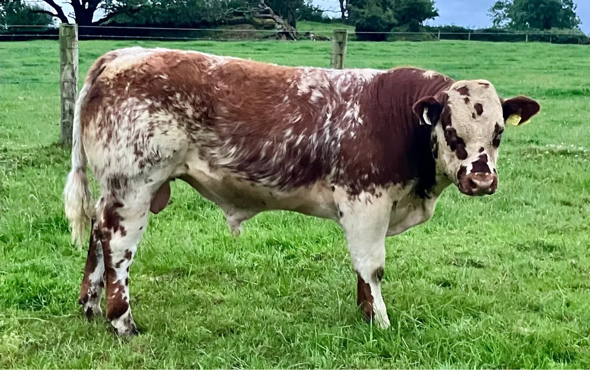 Show quality SHX weanling bull - Image 4