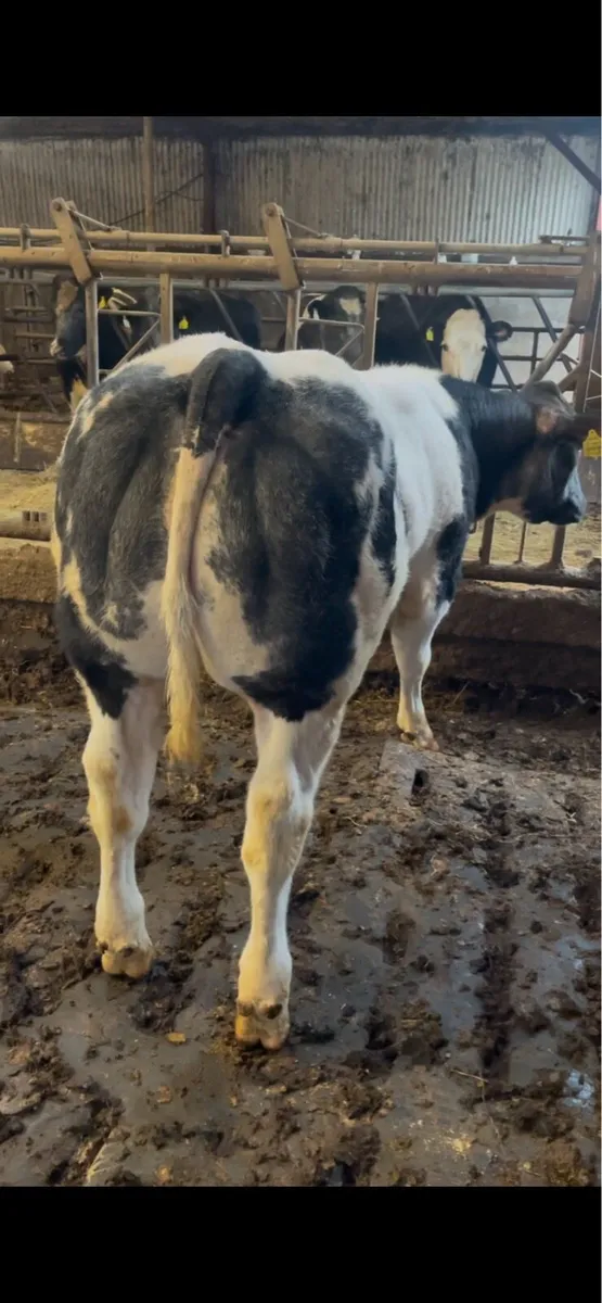 Show Type Heifer - Image 1