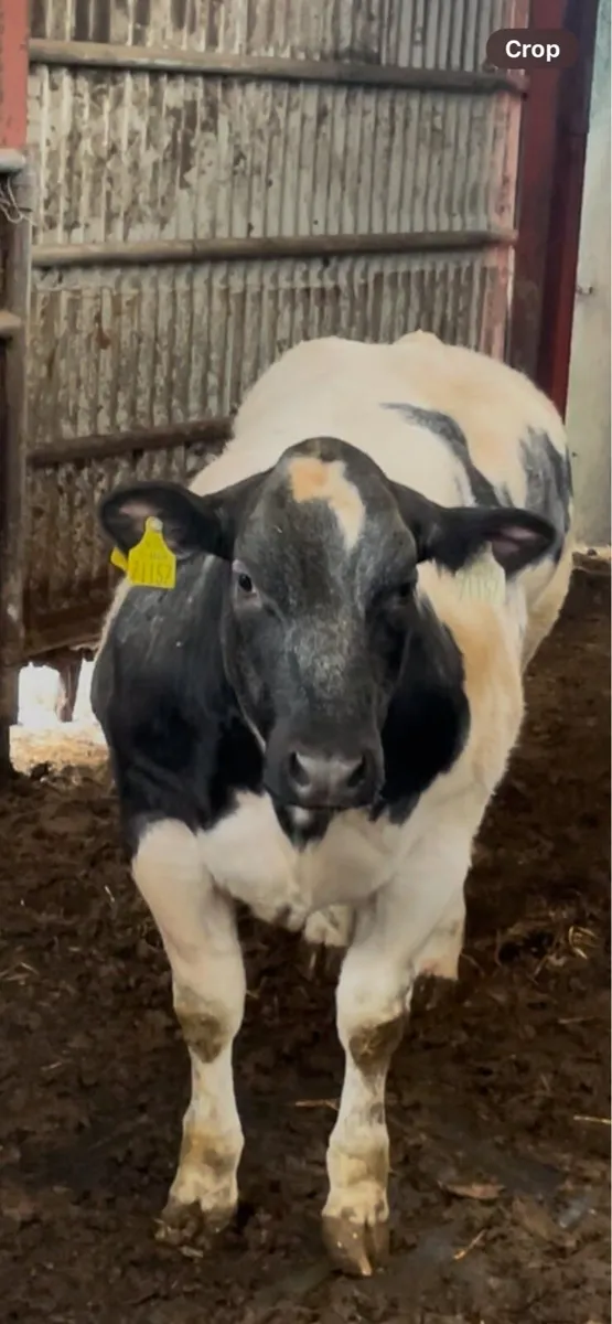 Show Type Heifer - Image 2