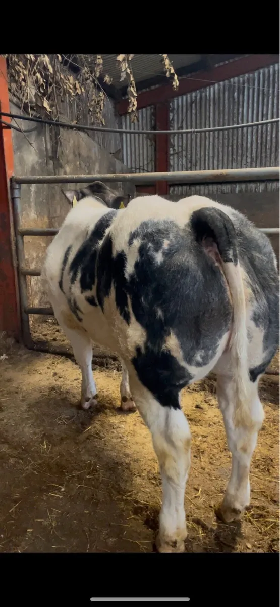 Show Type Heifer - Image 3