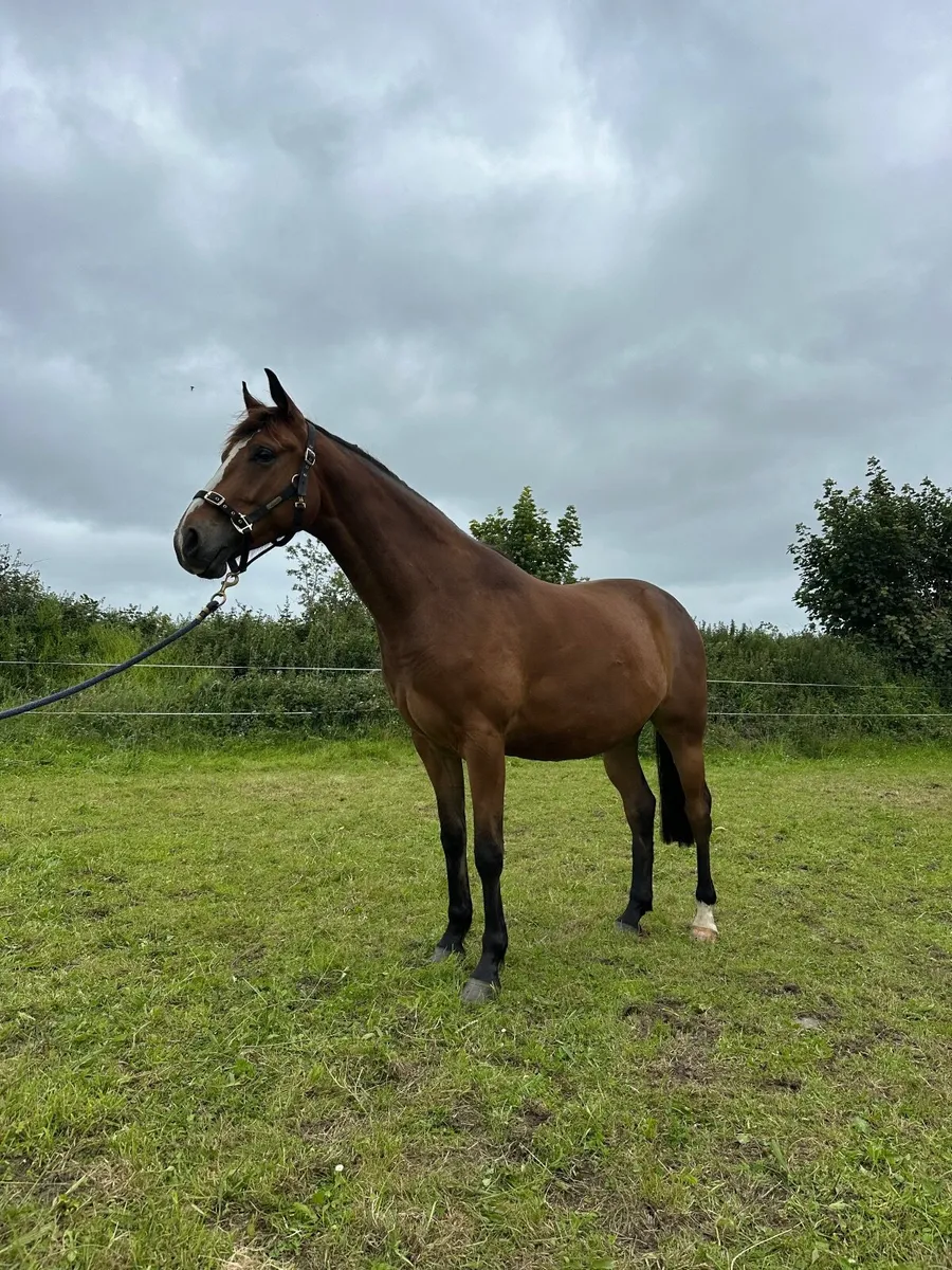 3yr old Vivant Gelding - Image 3