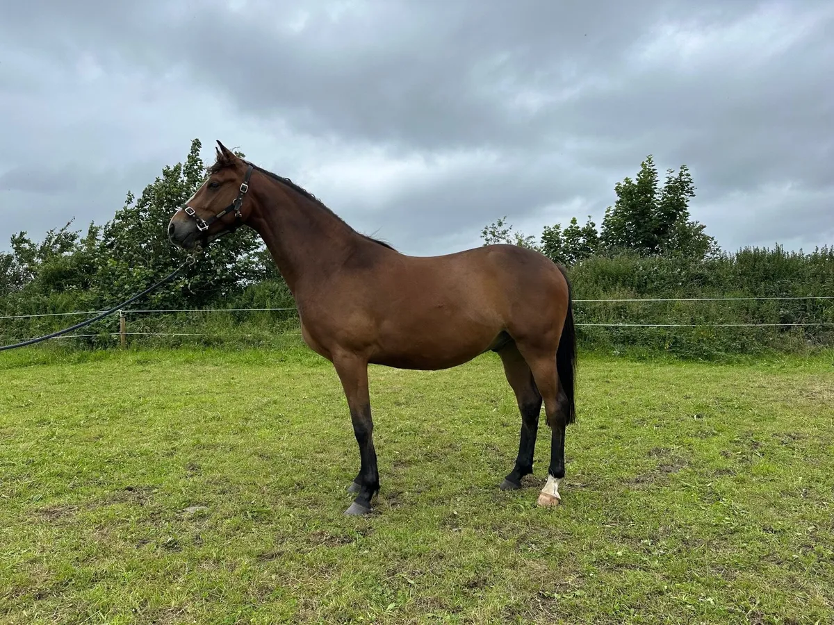3yr old Vivant Gelding - Image 2