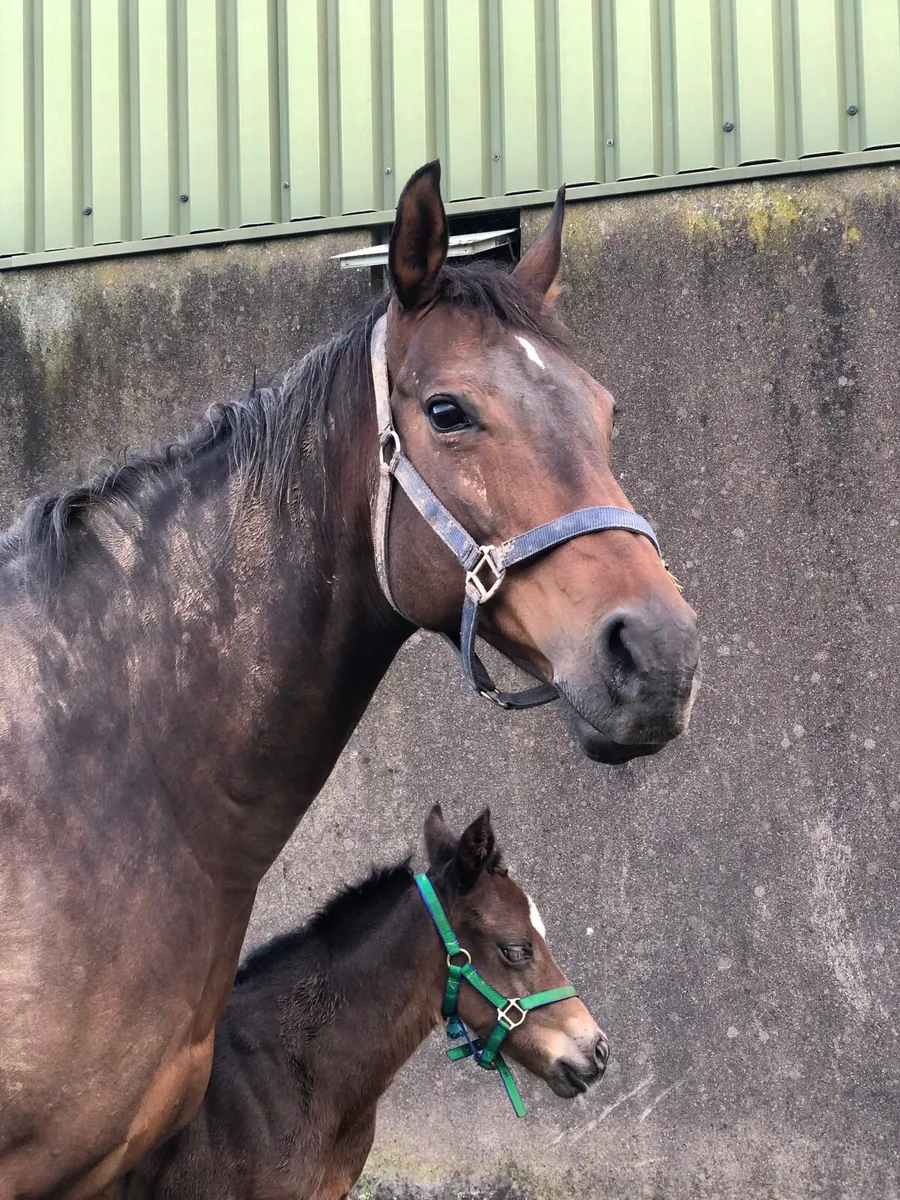 Broodmare/Companion Horse