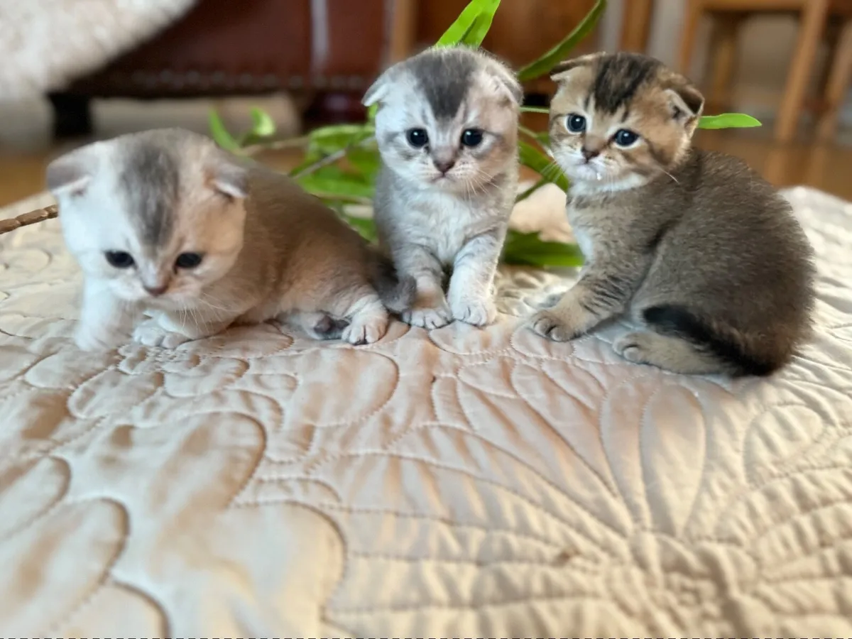 Kittens - Image 1