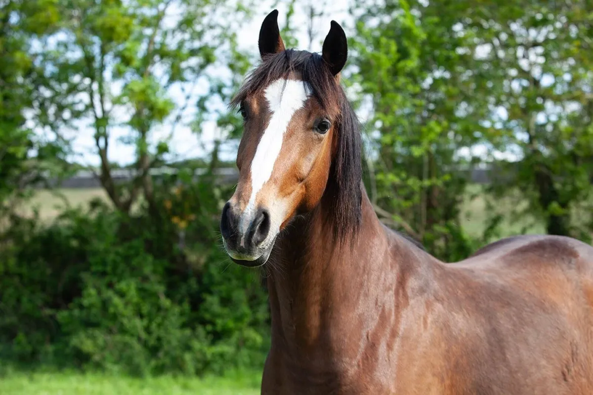 3yr old Vivant Gelding - Image 1
