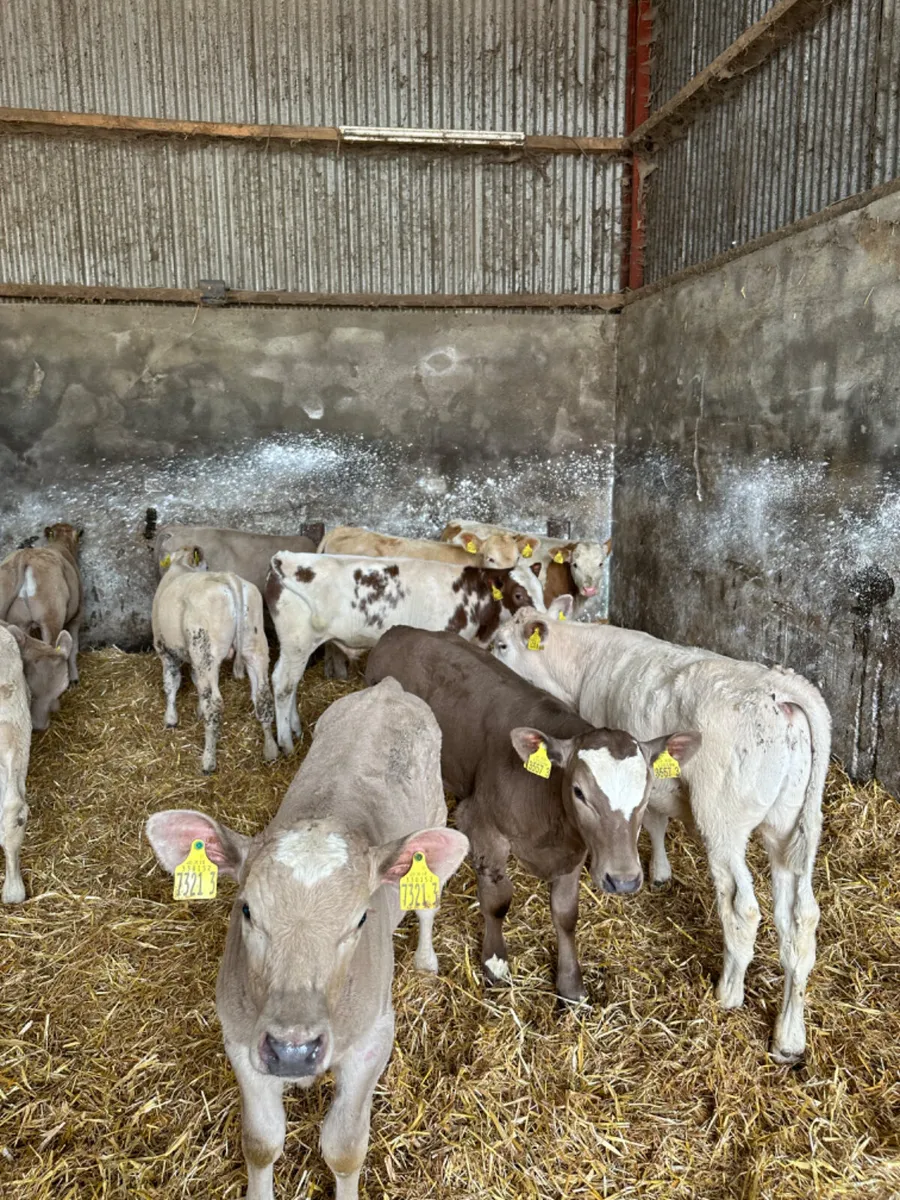Charolais bulls - Image 2
