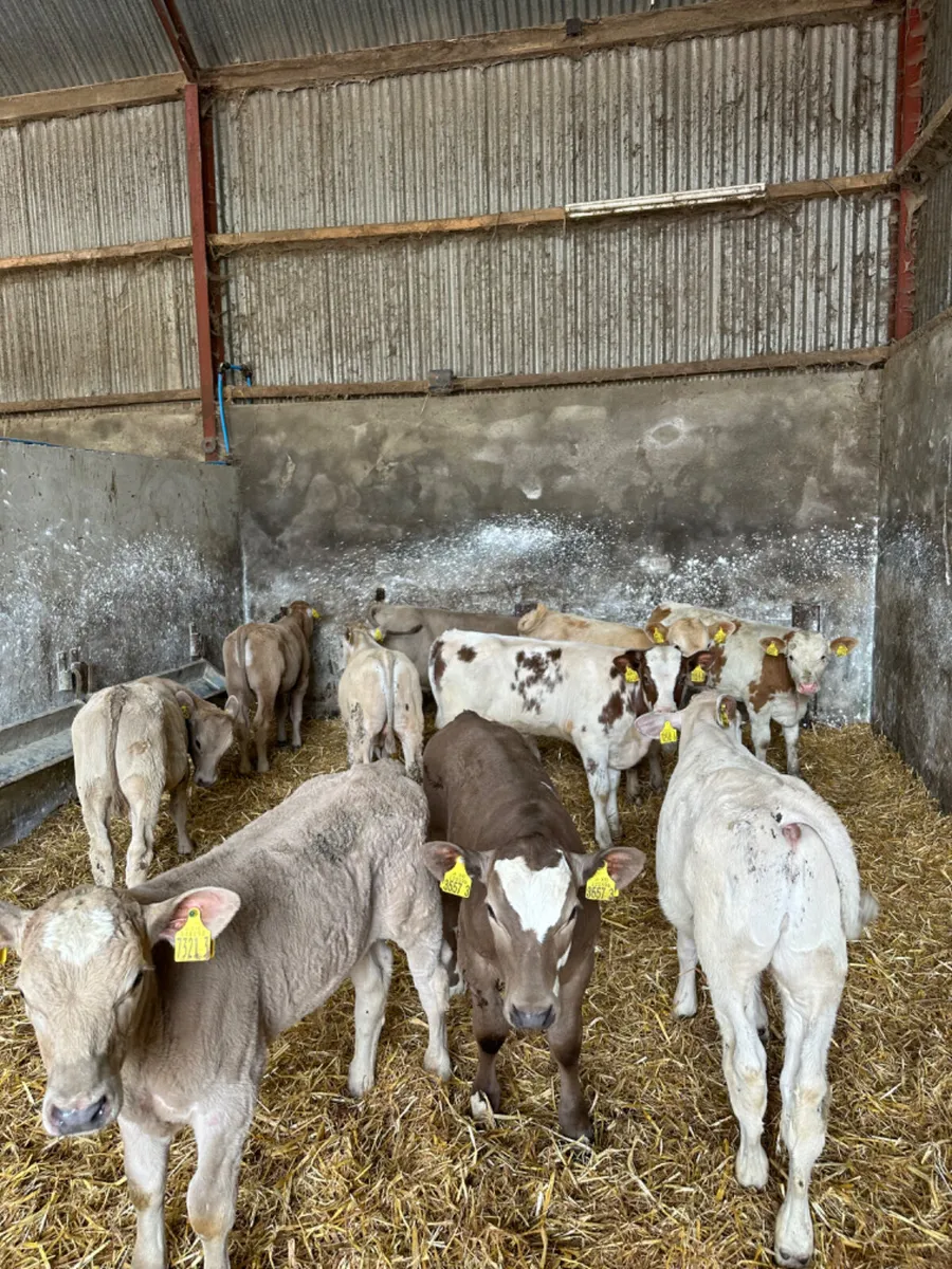 Charolais bulls - Image 3