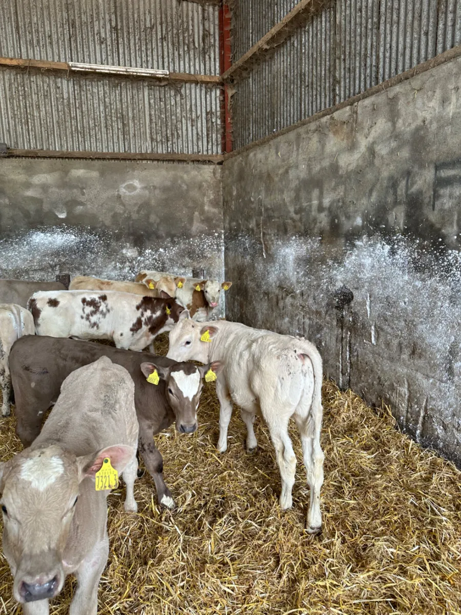 Charolais bulls - Image 1