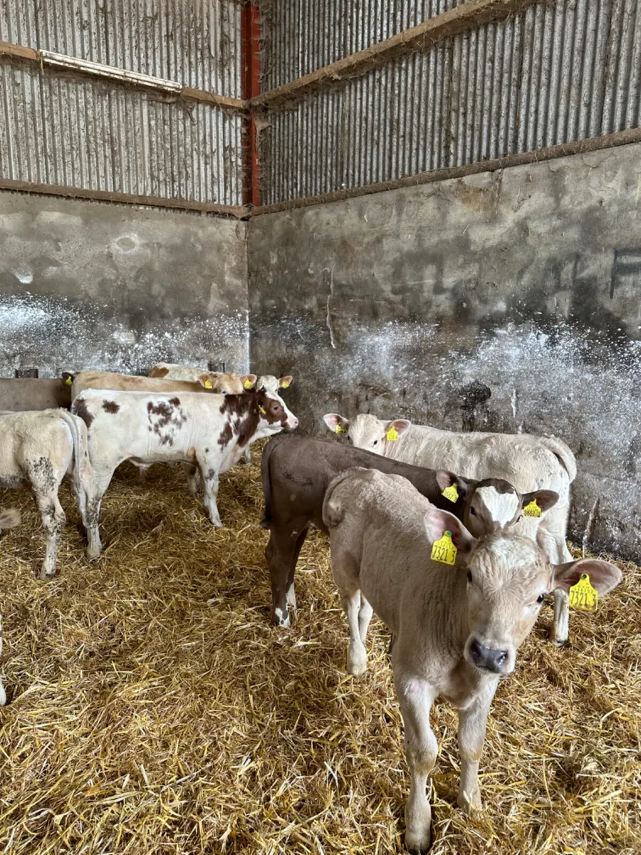 Charolais bulls - Image 4