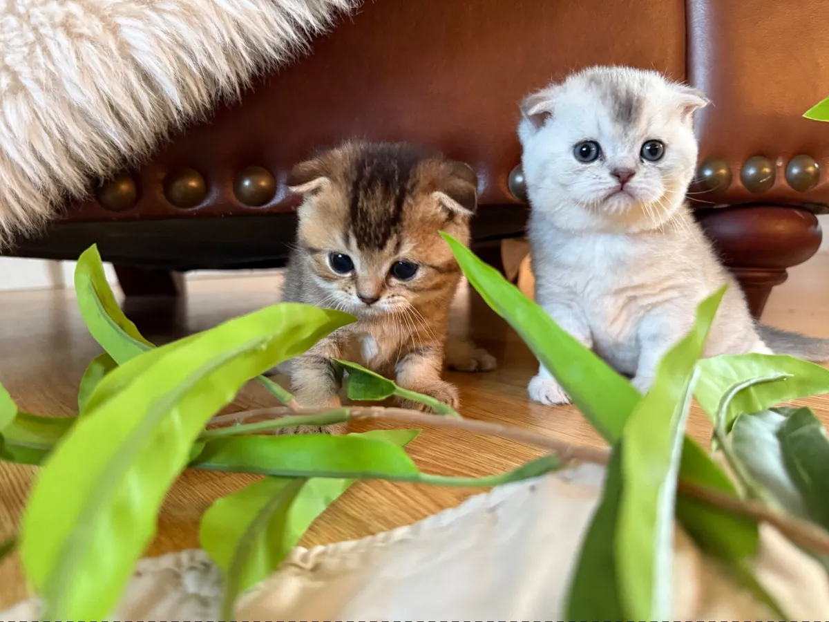 Kittens - Image 2