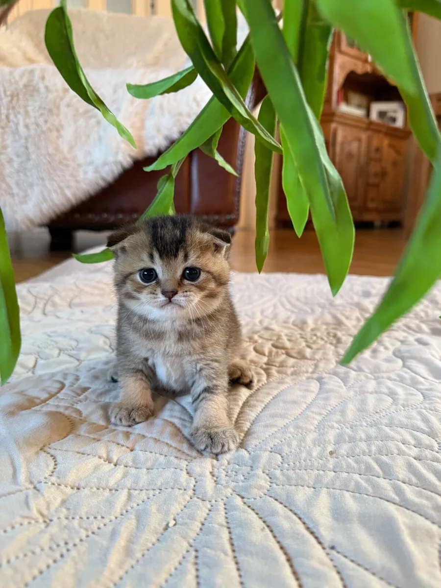 Kittens - Image 3