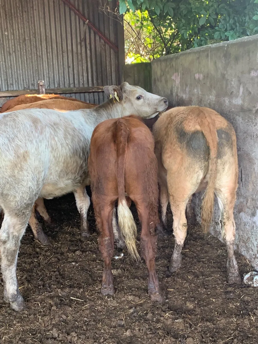 5 Lovely Quality LMX Heifers for sale - Image 1