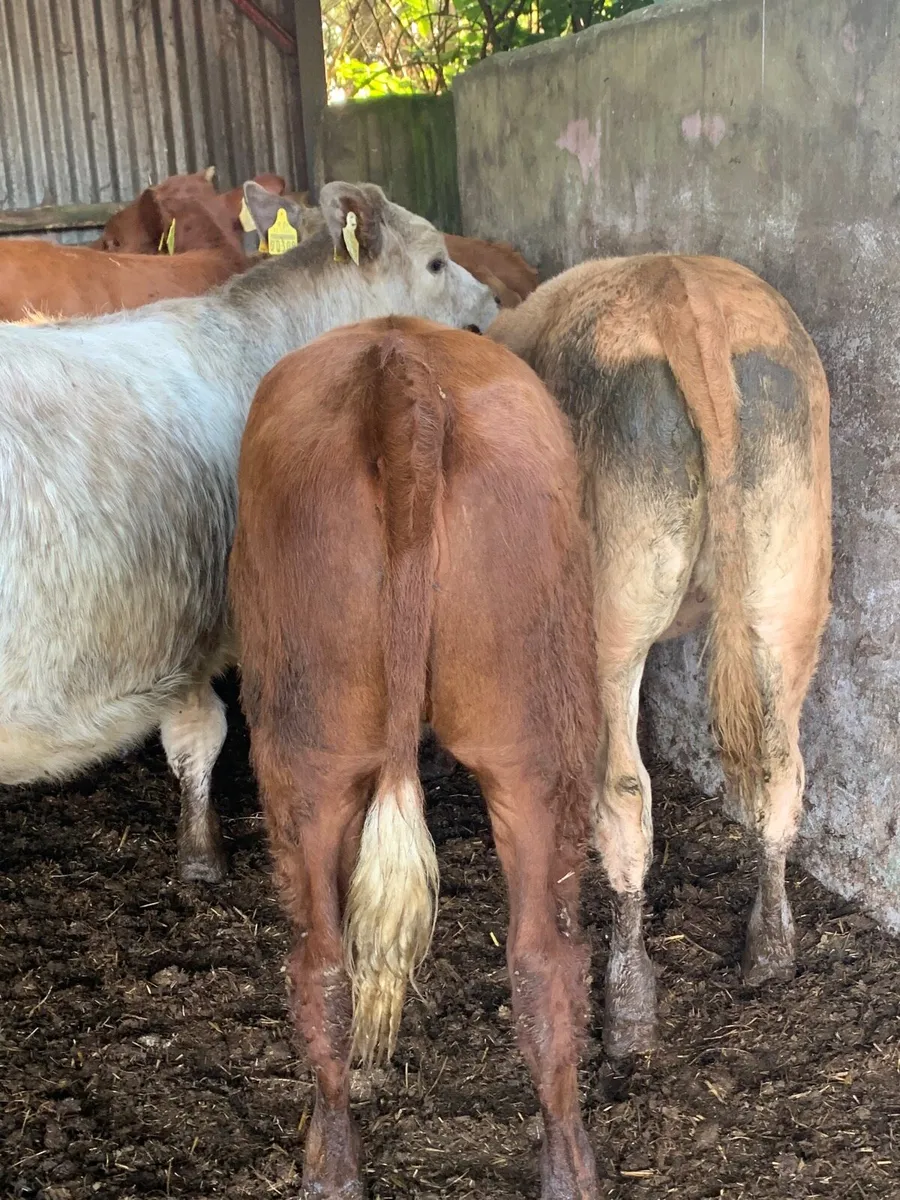 5 Lovely Quality LMX Heifers for sale - Image 2